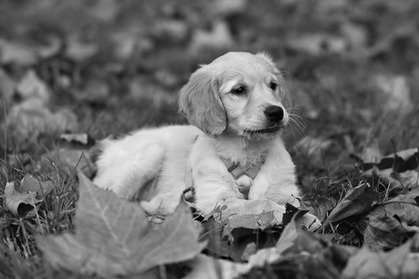 Welche Tiere kooperieren mit anderen Arten zur Fortpflanzung?
