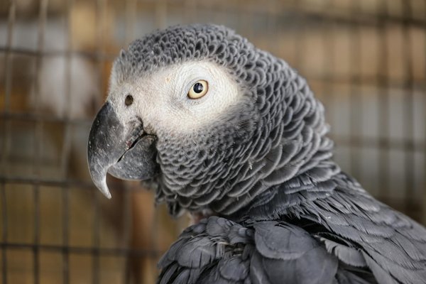 Welche ErnÃ¤hrungstipps gibt es fÃ¼r Ã¼bergewichtige Hunde?